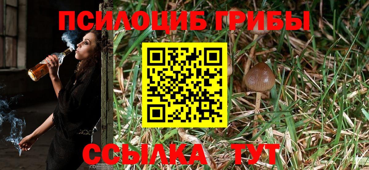 Псилоцибиновые грибы Psilocybe Коряжма